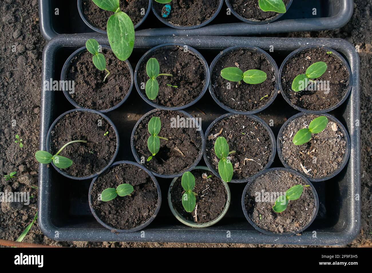 Potted seedlings growing in biodegradable peat moss pots on wooden ...