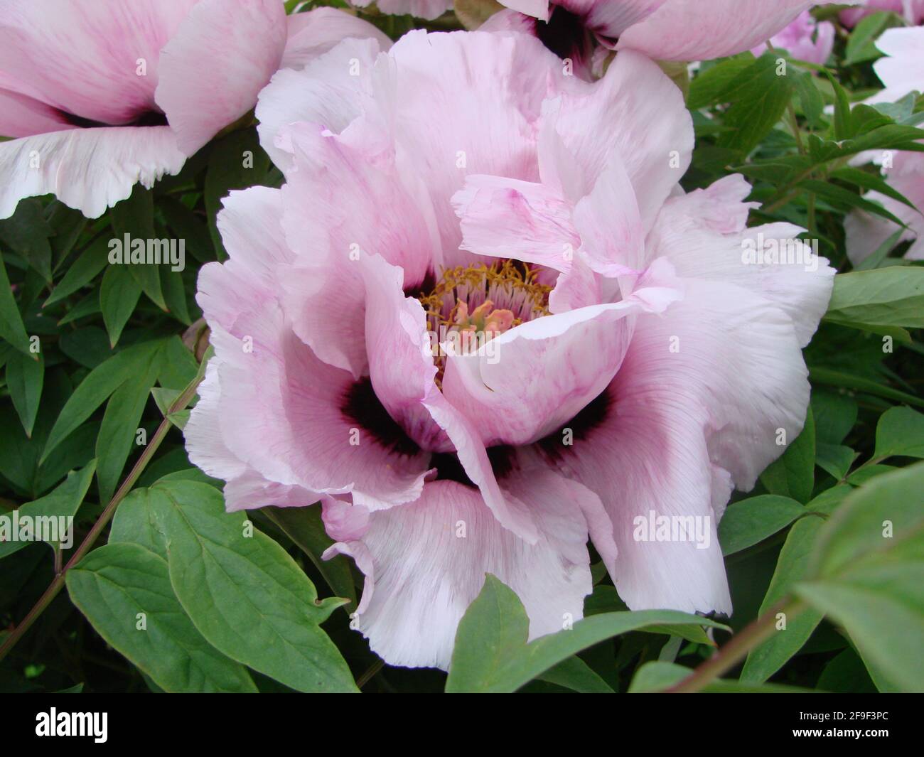 Pink Peony flower, Paeonia suffruticosa, in garden . important symbol in Chinese culture. national flower for China. Stock Photo