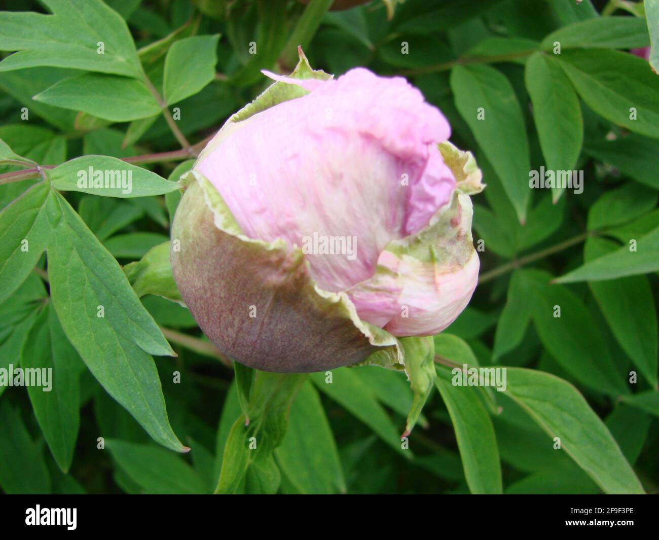 Pink Peony Flower Paeonia Suffruticosa In Garden Important Symbol