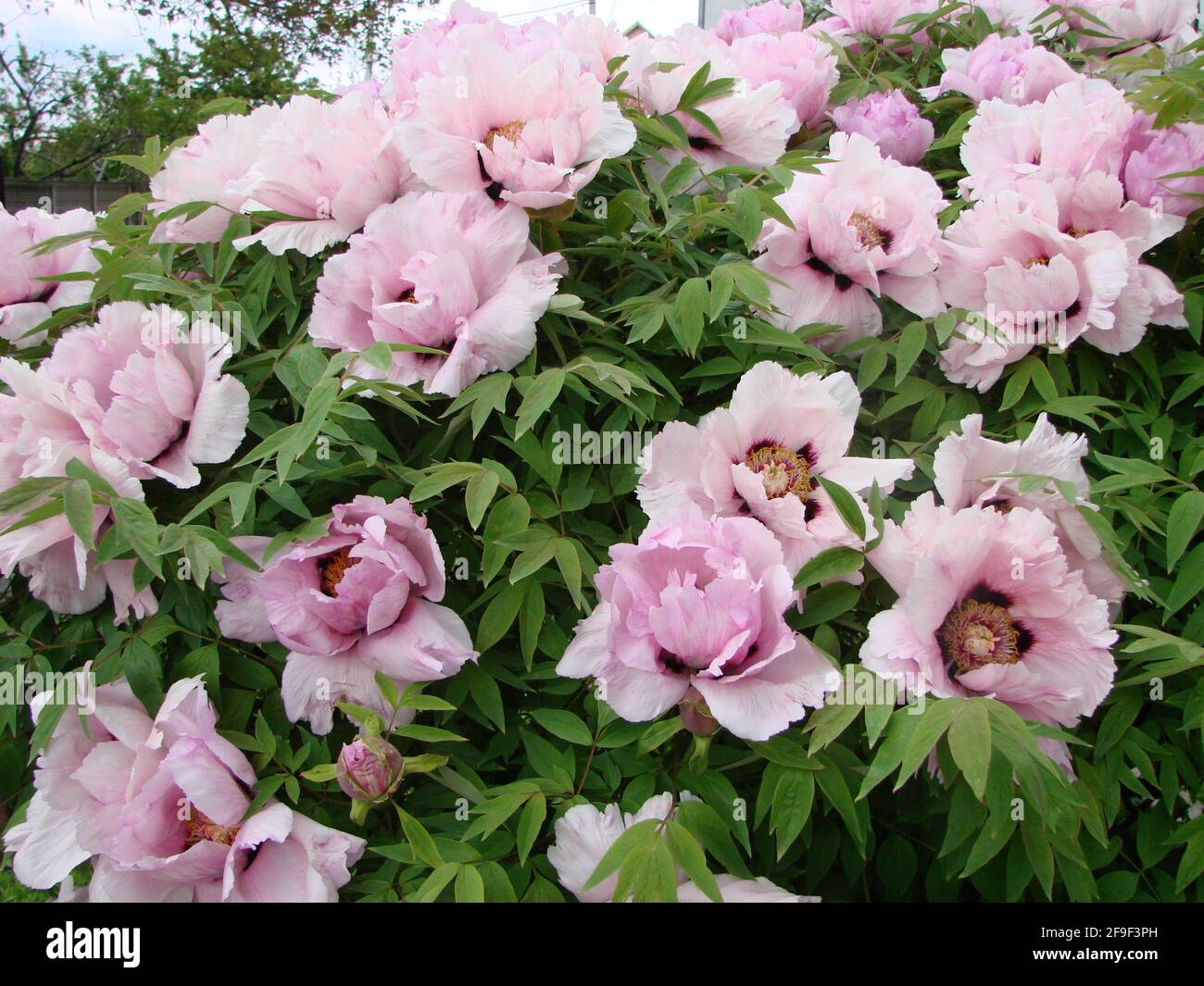 Pink Peony flower, Paeonia suffruticosa, in garden . important symbol in Chinese culture. national flower for China. Stock Photo