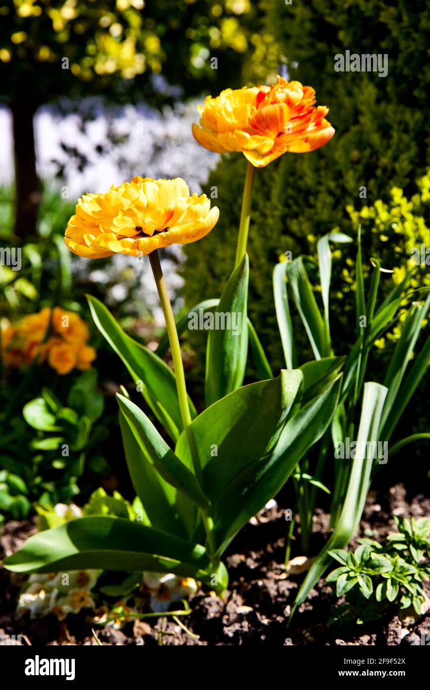 Tulip Sunlover “The Chameleon Tulip” Stock Photo - Alamy