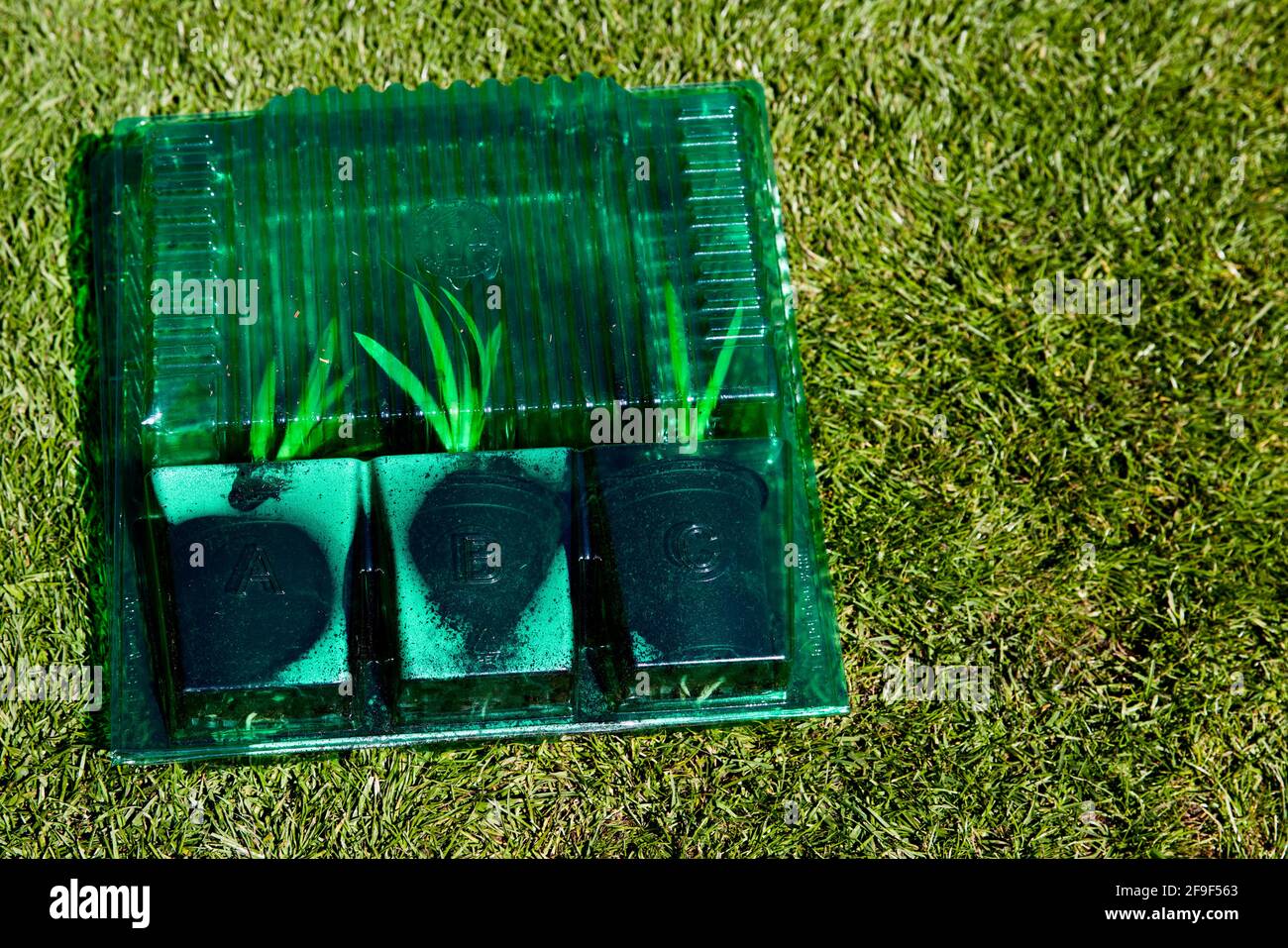Agapanthus Plug Plants Stock Photo
