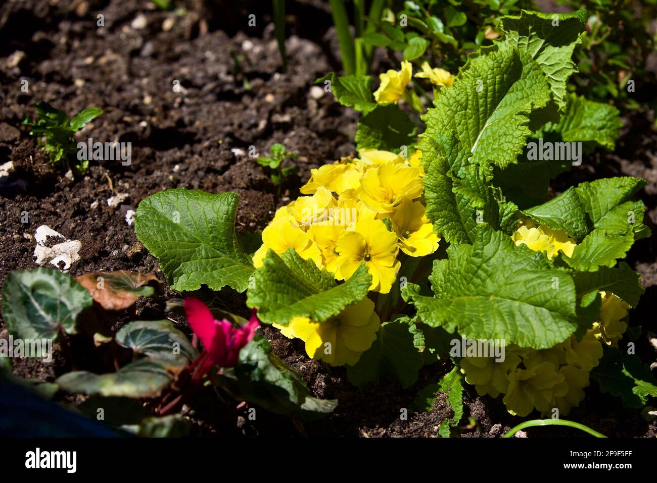 Primula ‘Primlet Yellow’ Stock Photo