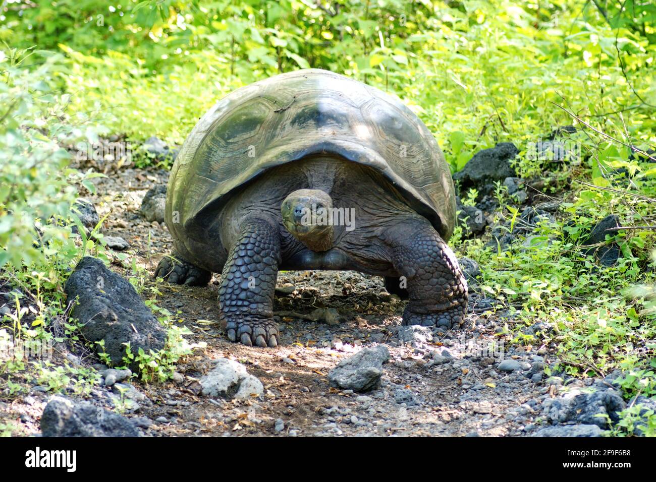 Galapagos giant land tortoise on a path at Urbina Bay, Isabela Island, Galapagos, Ecuador Stock Photo