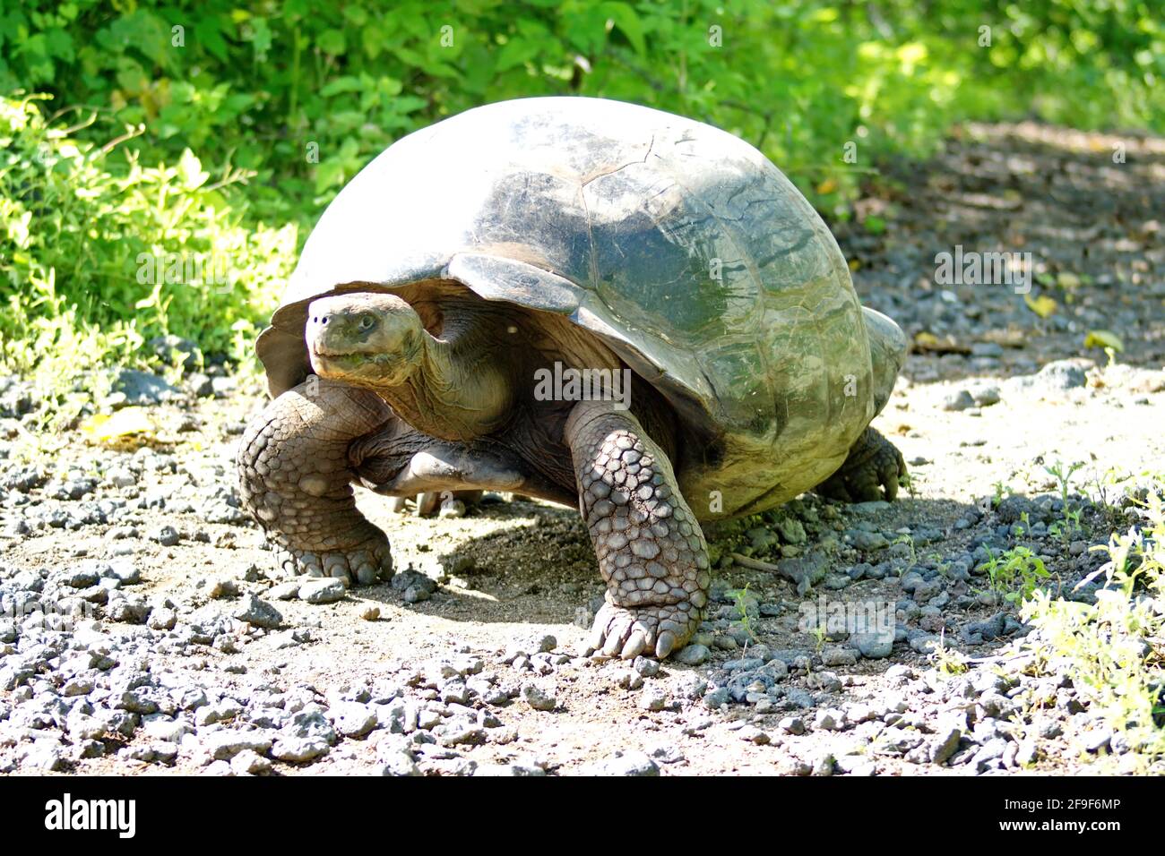 Galapagos giant land tortoise on a path at Urbina Bay, Isabela Island, Galapagos, Ecuador Stock Photo