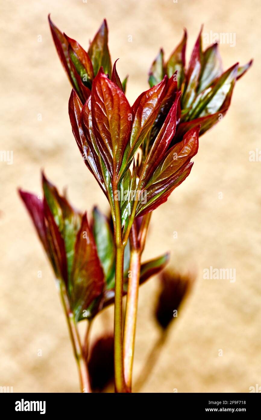 Paeonia lactiflora 'Sarah Bernhardt' emerging springtime growth Stock Photo