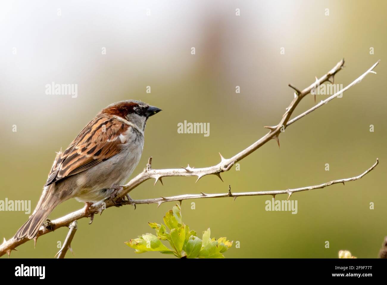 Male house sparrow sitting on a branch in the sun looking into negative space for a caption, if required Stock Photo