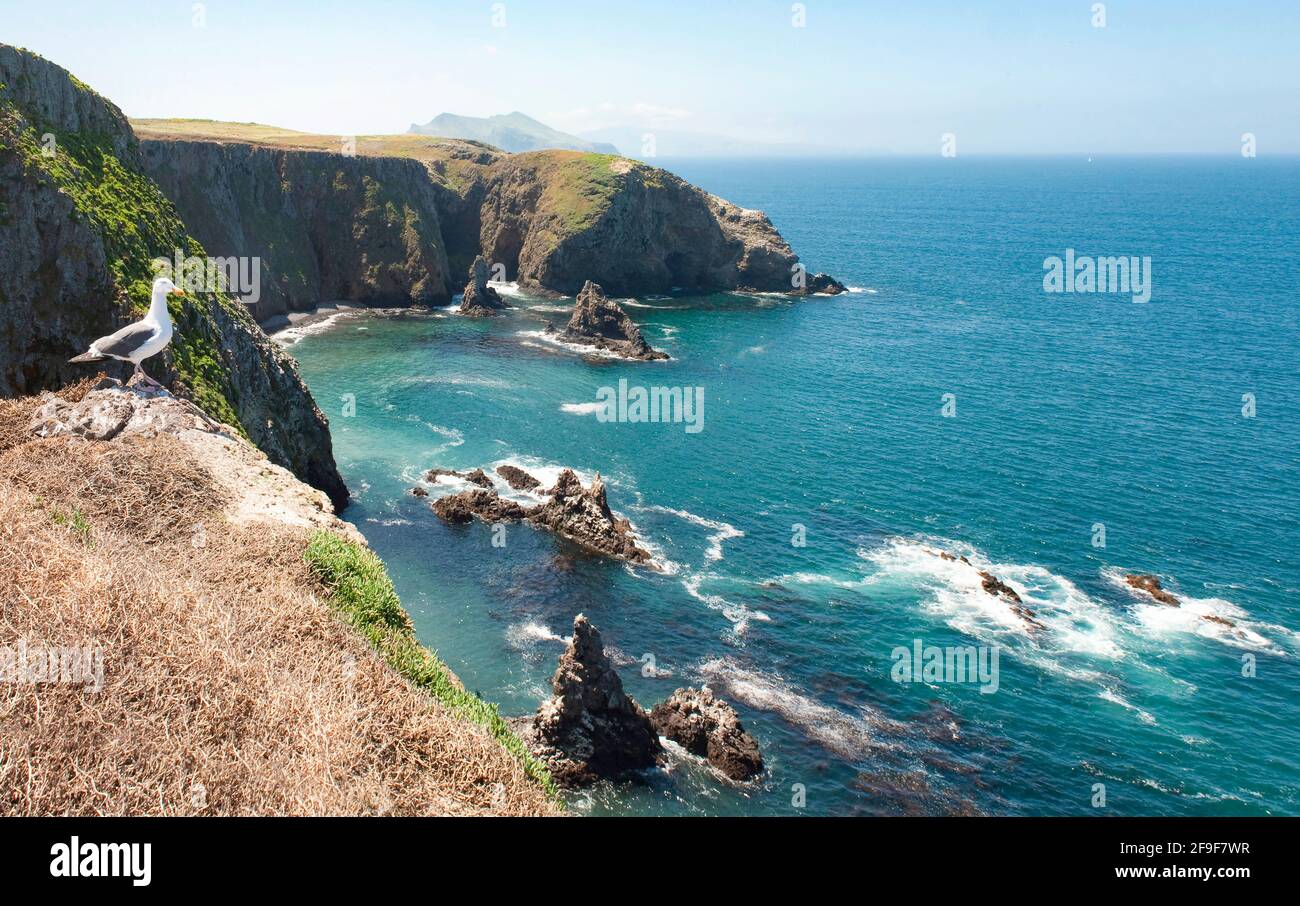 Gull looking over the ocean, Anacapa, Channel Islands, California, America, Usa Stock Photo