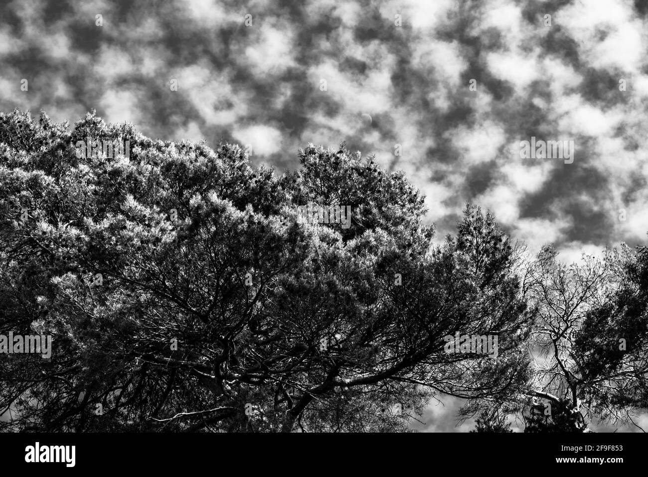 Cirrus Black And White High Resolution Stock Photography and Images - Alamy