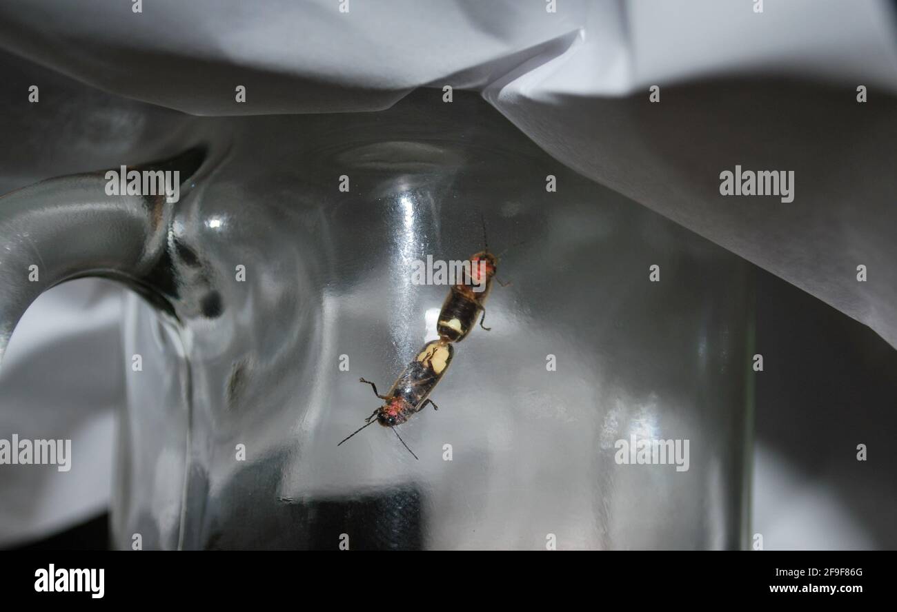 Lightning bugs hires stock photography and images Alamy