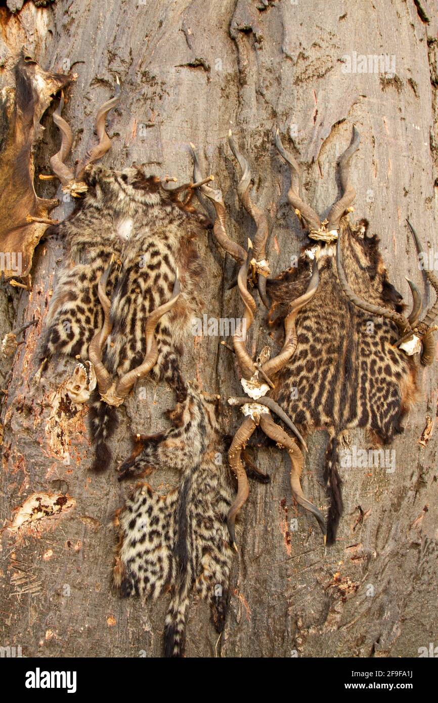 hunting trophies antlers and leopard skins in the Hadzabe village The Hadza, or Hadzabe, are an ethnic group in north-central tanzania, living around Stock Photo