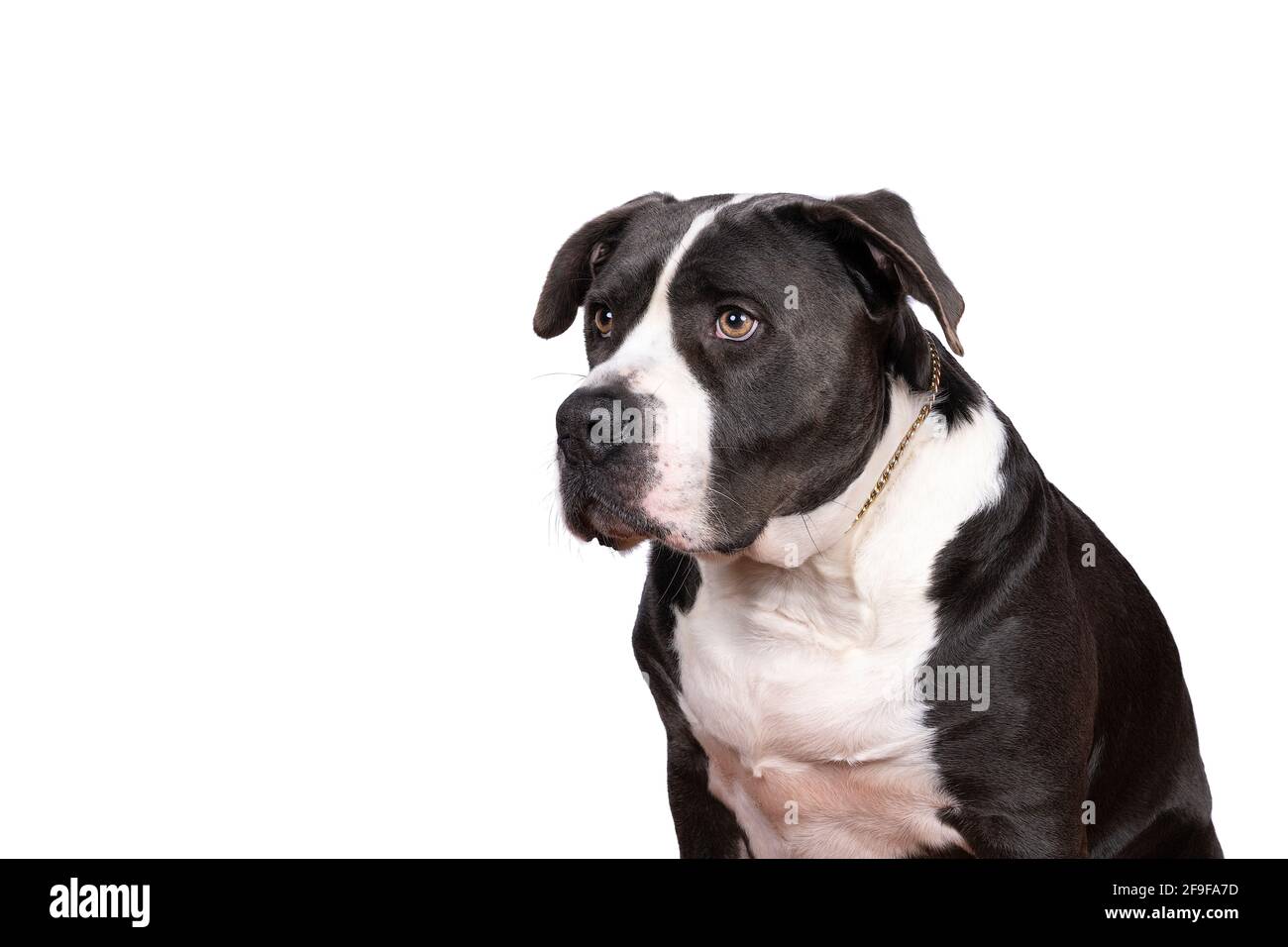 Black and cheap white bully pitbull