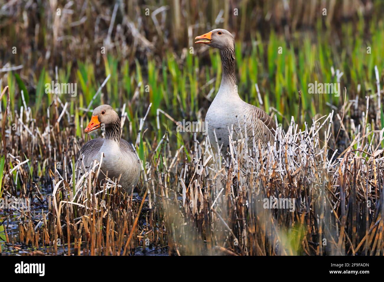 Goose Reed Background reeds wild geese hi-res stock photography and images - Alamy