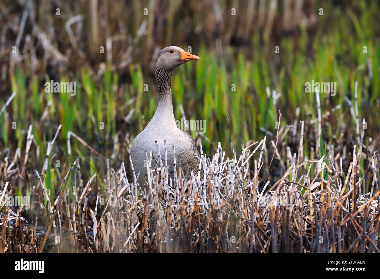 Goose Reed Reeds and birdwatching hi-res stock photography and images - Alamy