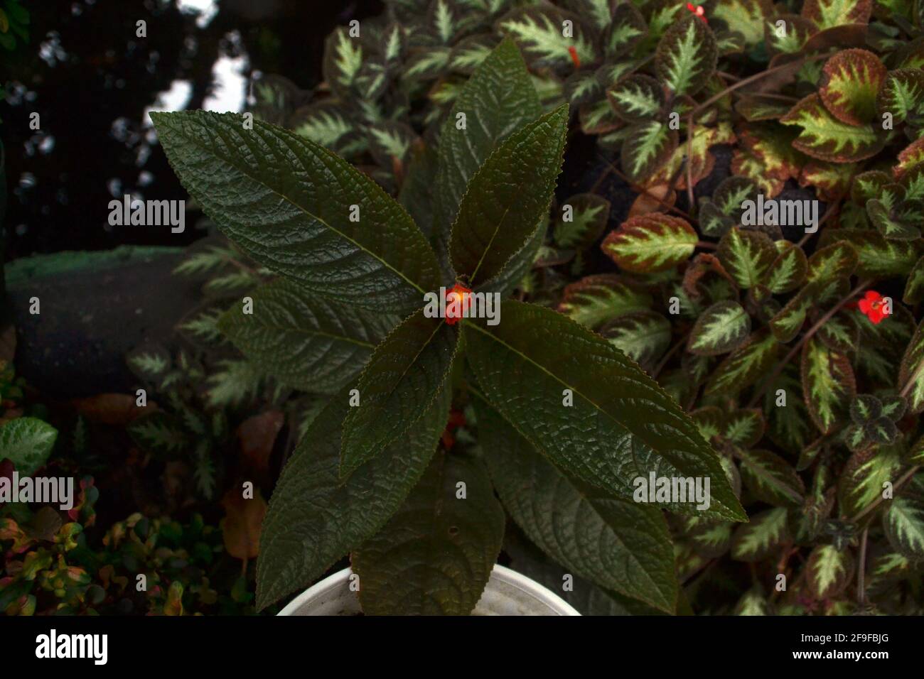 Plant flower in the garden. Location Banjar,west java, indonesia Stock ...