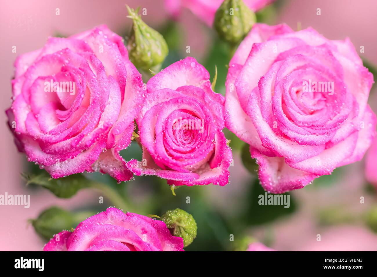 Pink rose flower in drops after rain close up Stock Photo - Alamy
