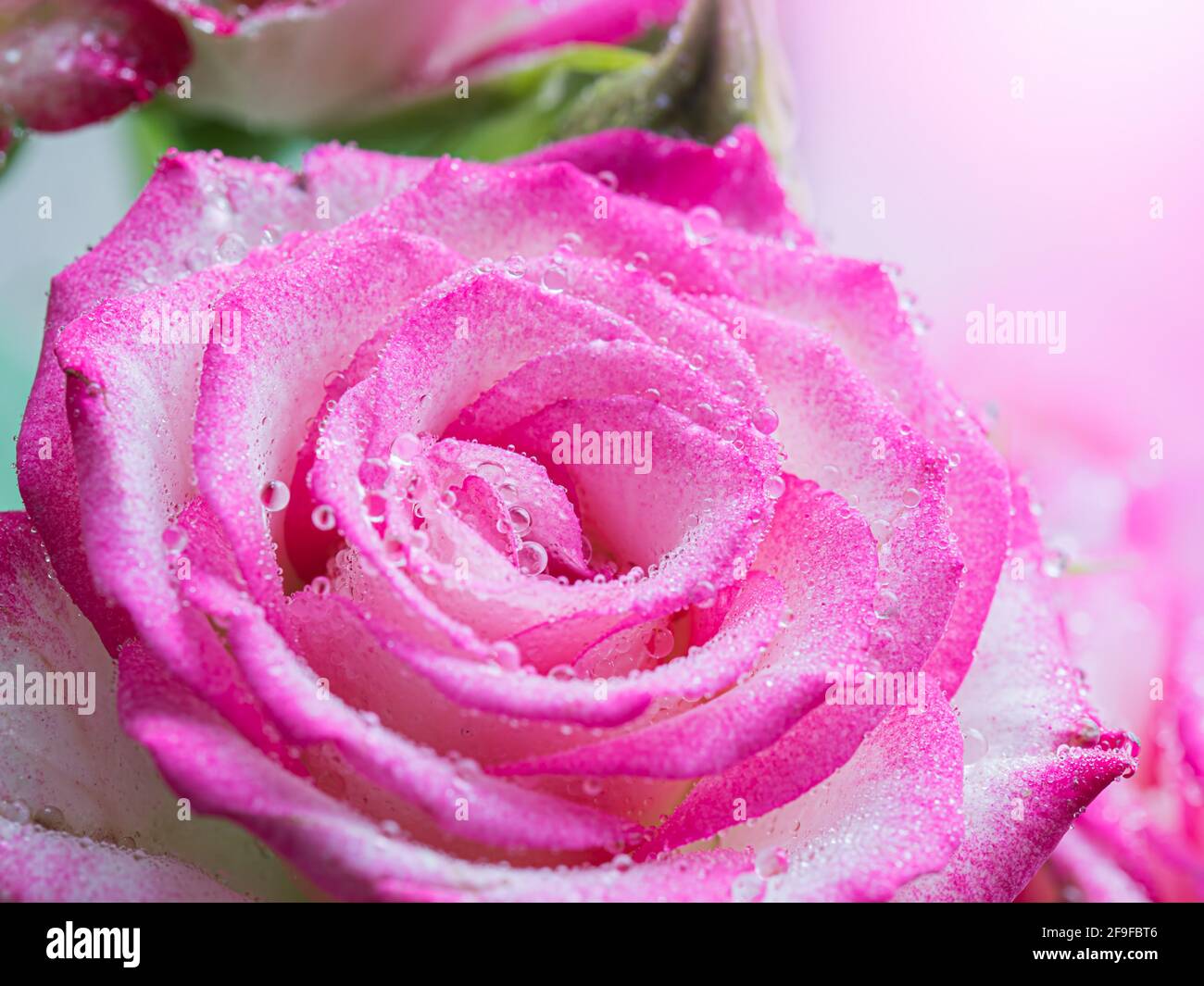Pink rose flower in drops after rain close up Stock Photo - Alamy