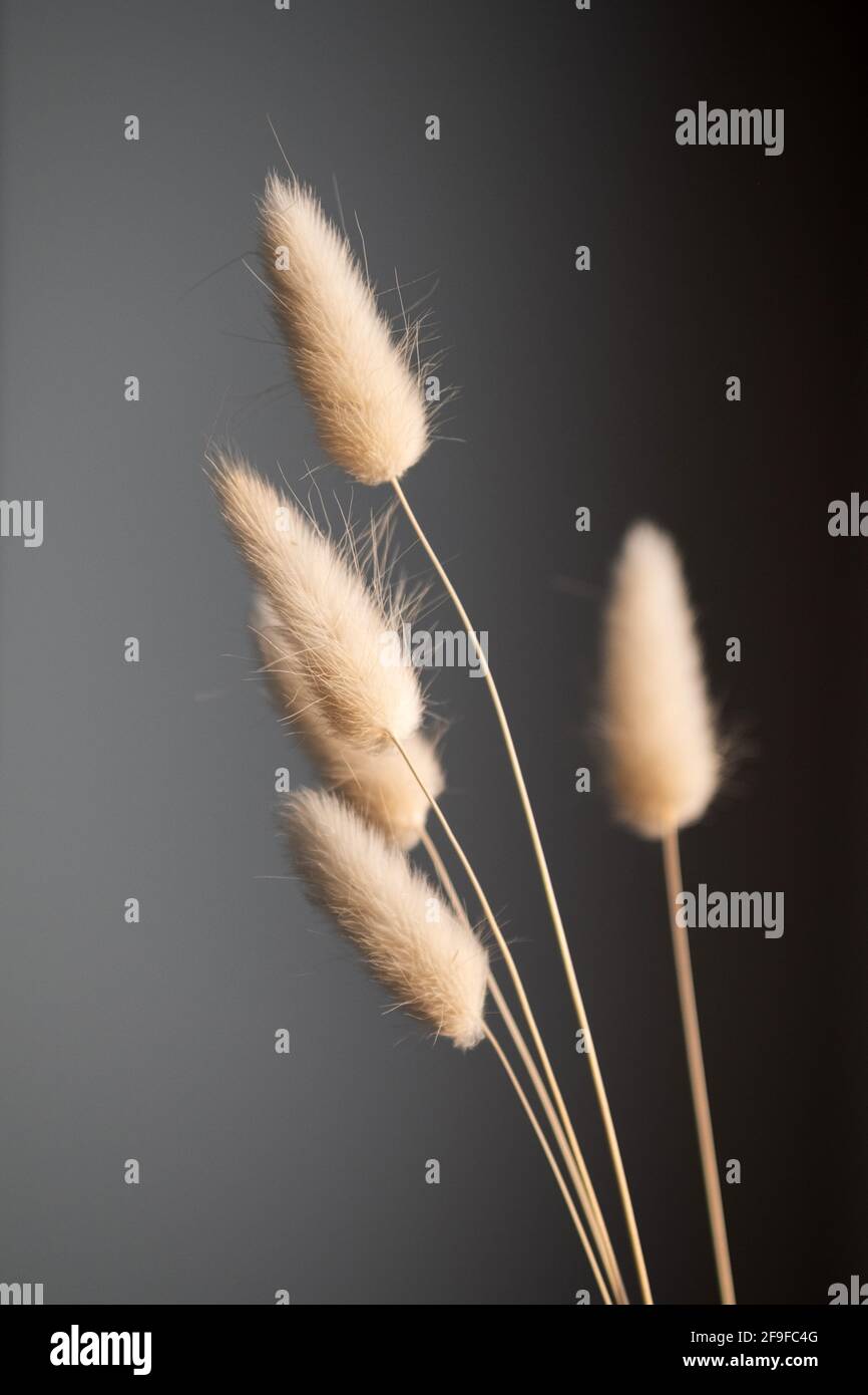 afdeling krise ballon Dry fluffy bunny tails grass on dark background. Tan pom pom plant Stock  Photo - Alamy