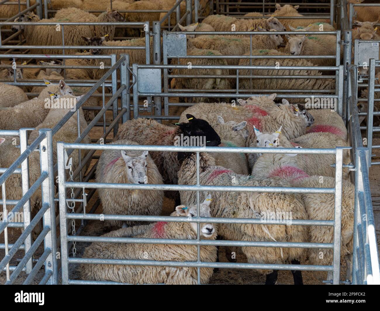 https://c8.alamy.com/comp/2F9FCK2/sheep-and-cattle-market-gisburn-yorkshire-uk-live-stock-in-pens-2F9FCK2.jpg