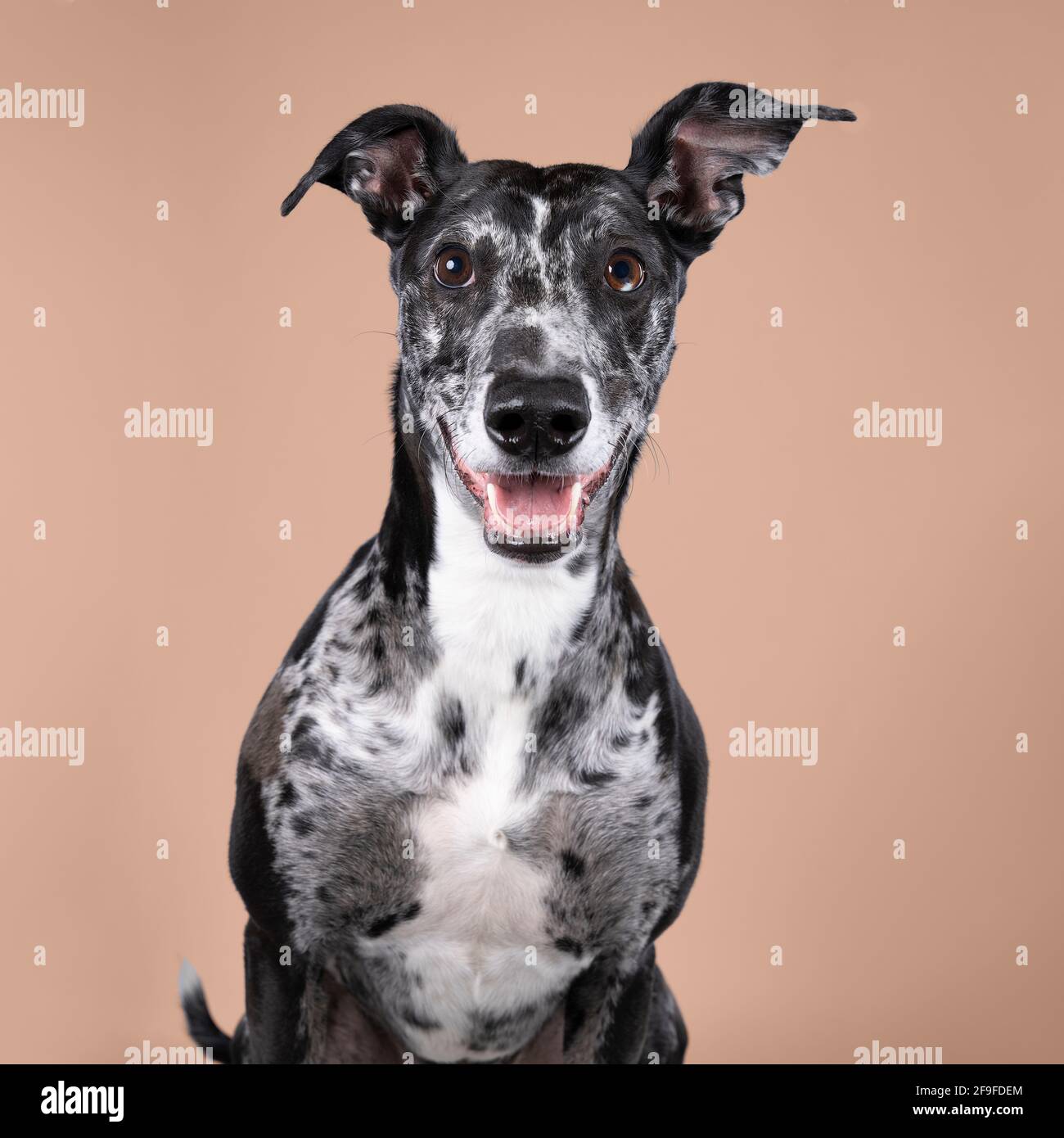 a-studioshot-of-a-black-grey-and-white-lurcher-a-type-of-sighthound