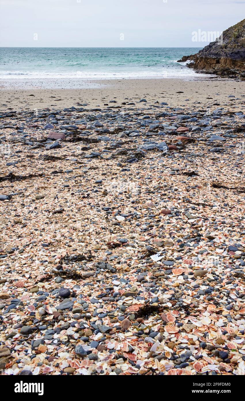 Fennella Beach at Peel, Isle of Man where there are thousands of scallop shells Stock Photo