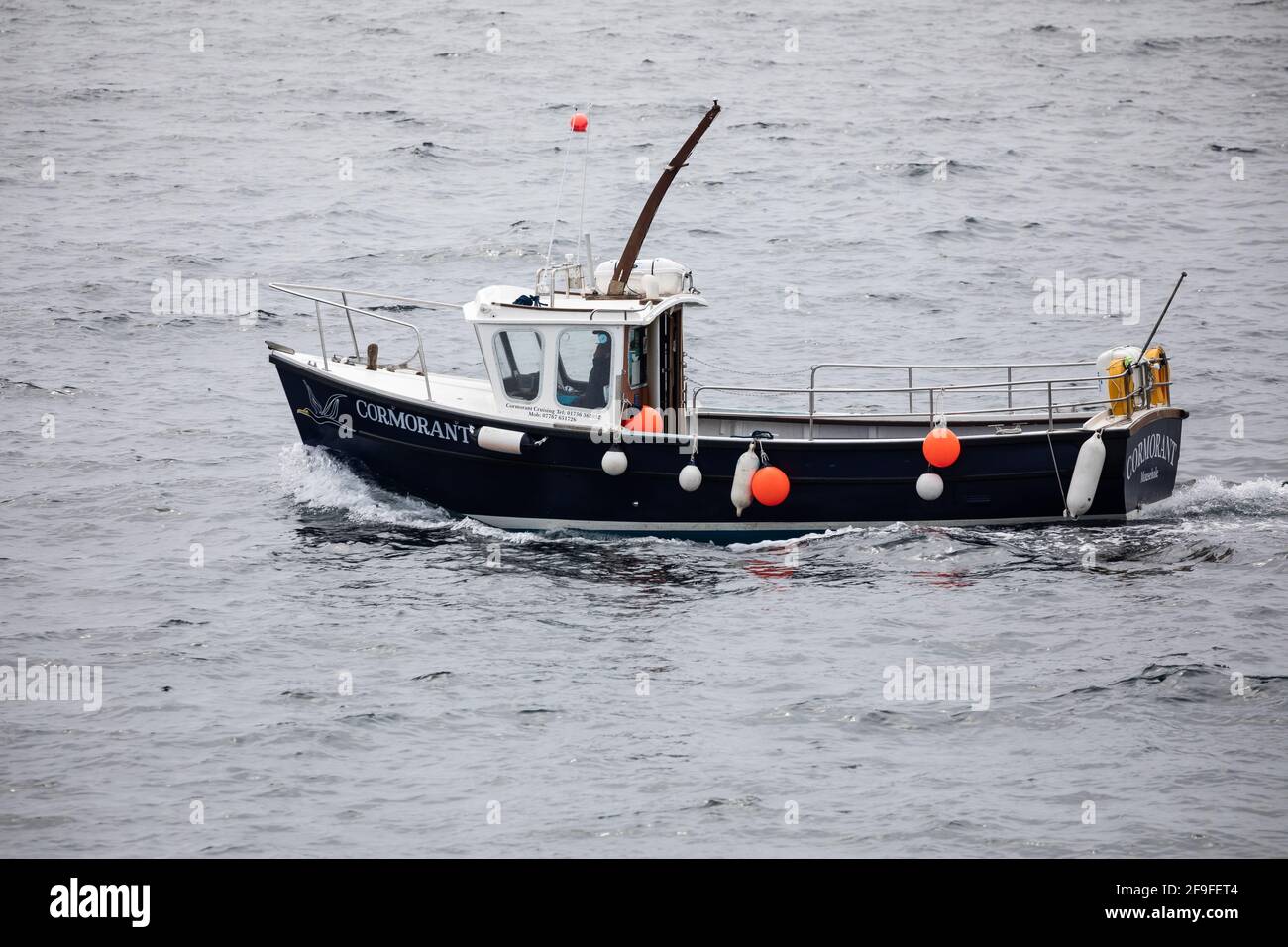 Cormorant cruising boat in Mousehole, Cornwall,UK Stock Photo Alamy