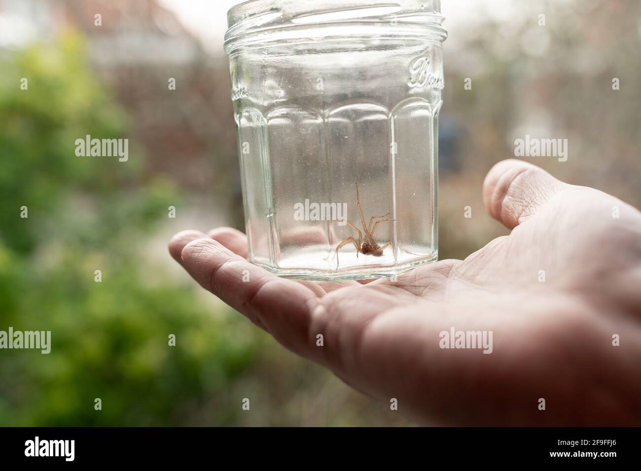 Spider In Jar Caught big dark common house spider in a glass jar held in a human hand ...