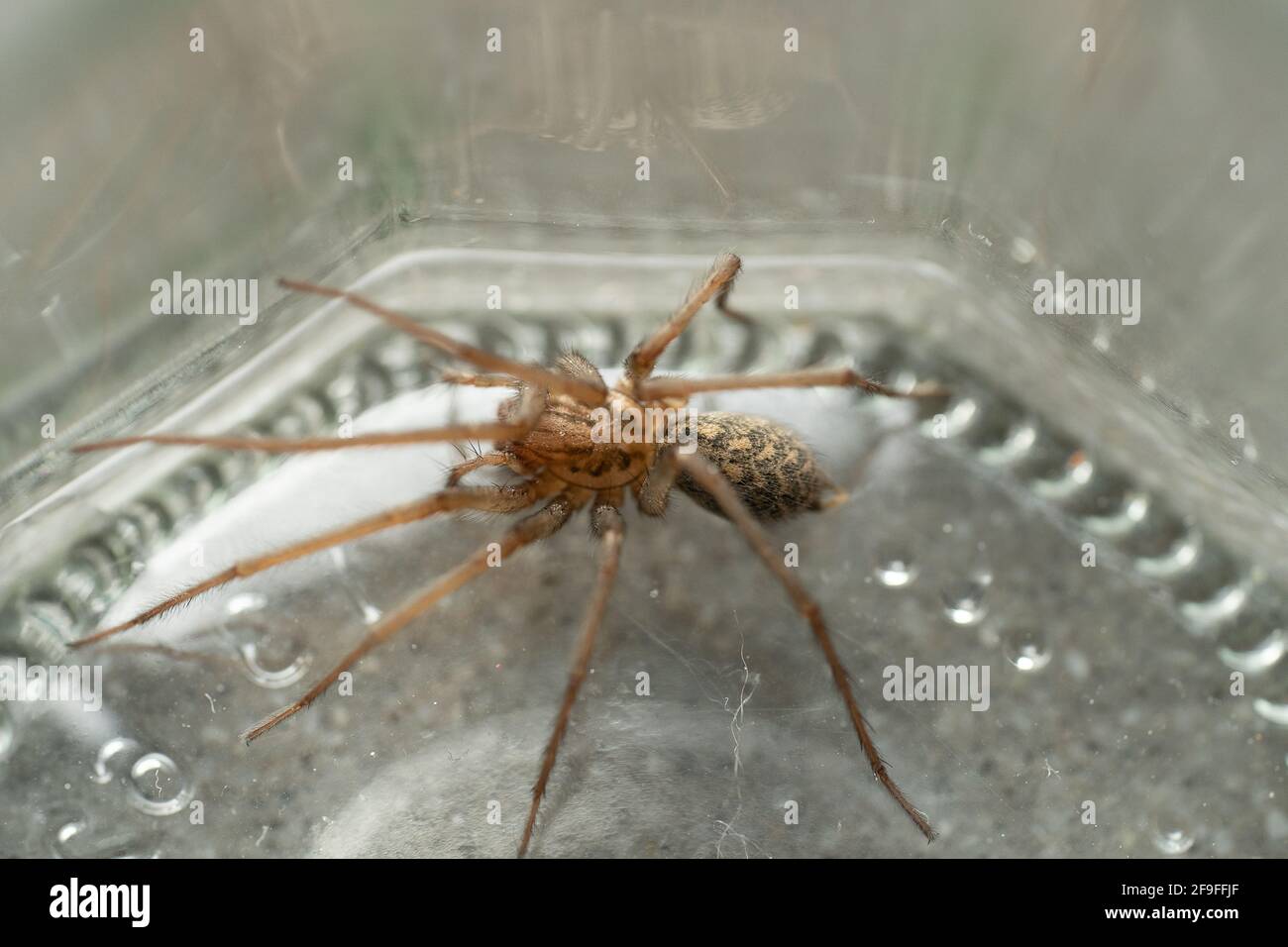 Spider In Jar Caught big dark common house spider in a glass jar held in a ...