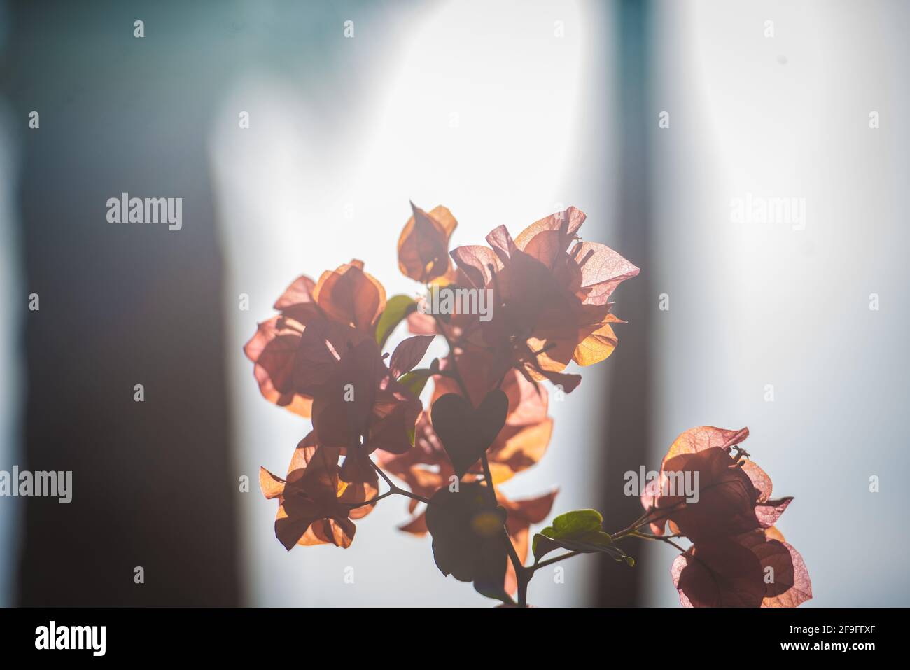 Light From Behind Examples flowers with a beautiful light behind Stock Photo - Alamy