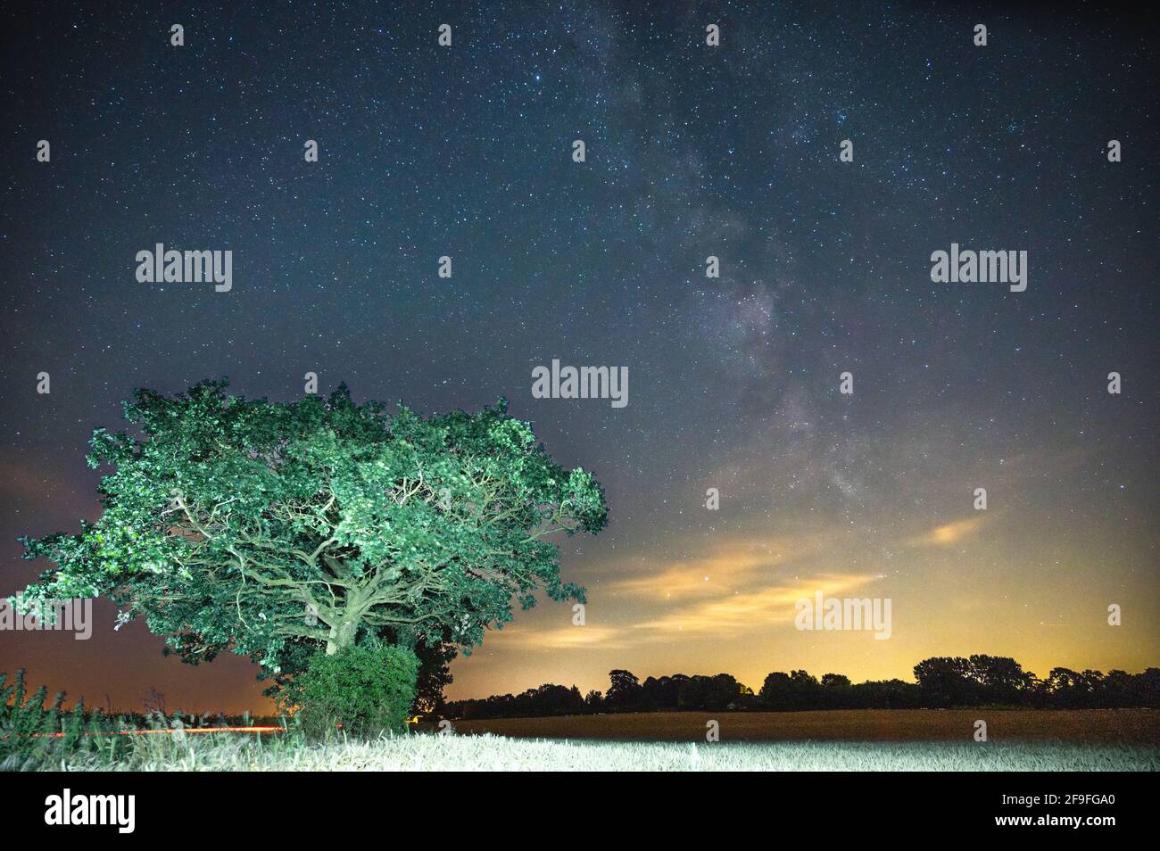 A view of a magnificent green tree under the starry sky Stock Photo - Alamy