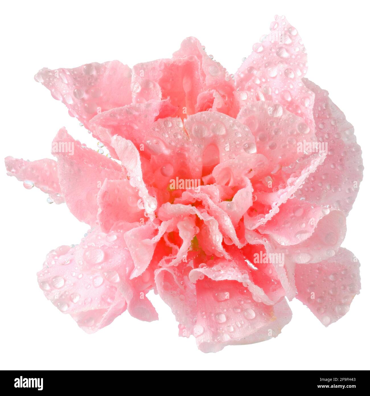 pink carnation flower in water drops close-up isolated on a white ...