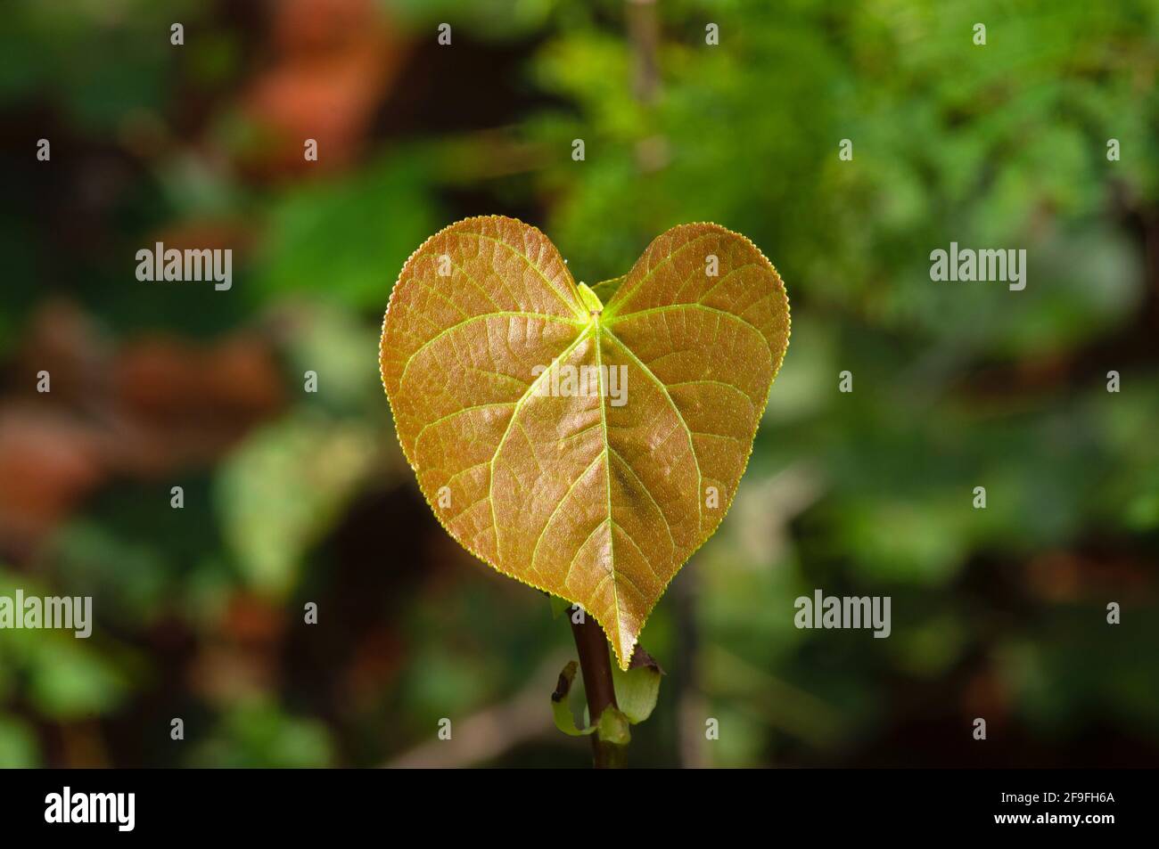 A young Sea Hibiscus (Hibiscus tiliaceus) leaf, Coast cottonwood, a symbol of love and a spade bridge card, in shallow focus Stock Photo