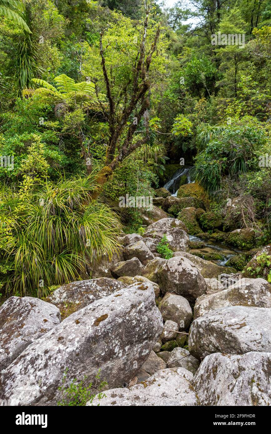 Tropic rainforest at Abel Tasman National Park, New Zealand Stock Photo ...