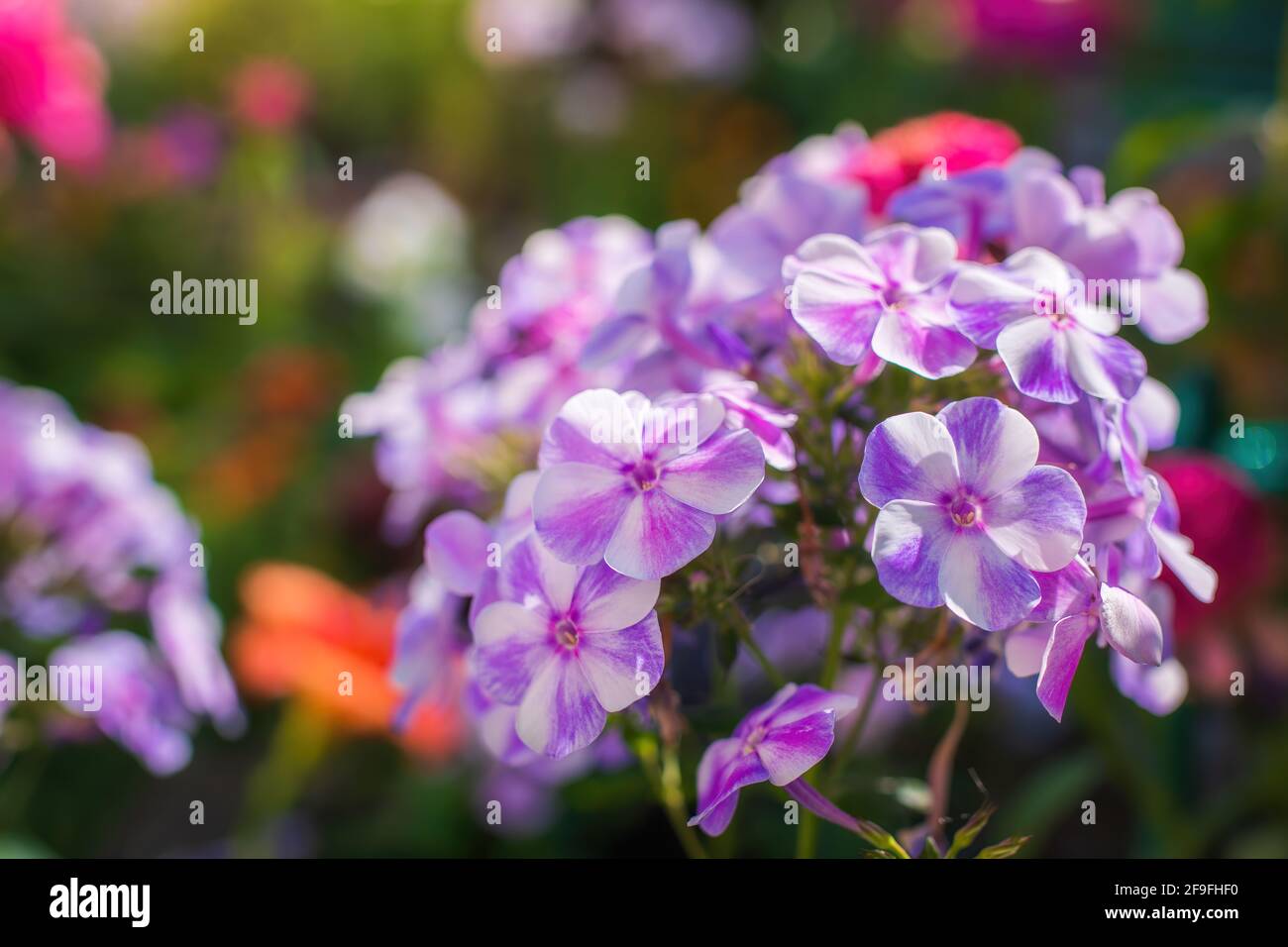 Pink phlox flower close up in summer garden Stock Photo