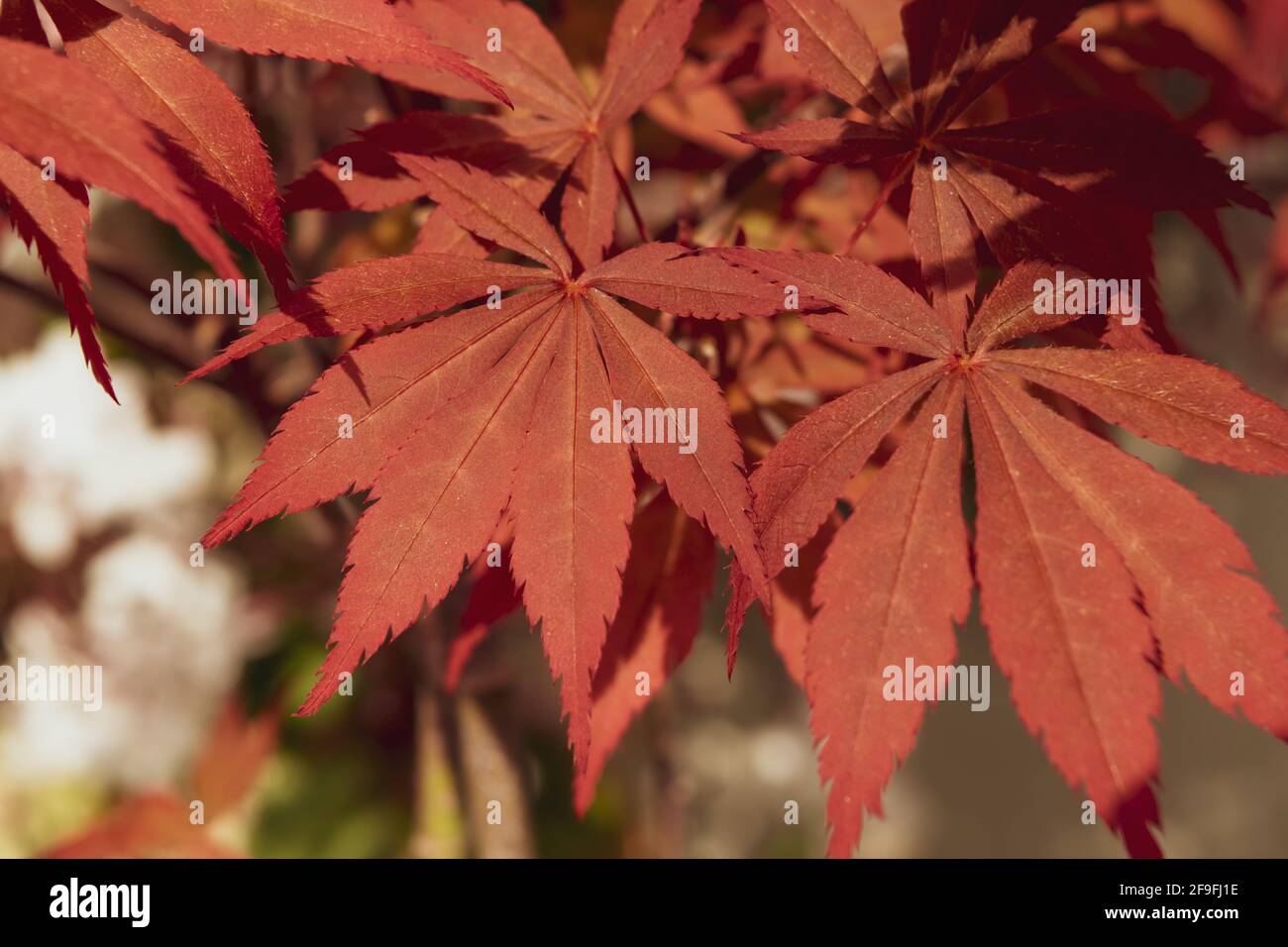 A Close up of acer palmatum bonsai with its distinctive red leaves Stock Photo