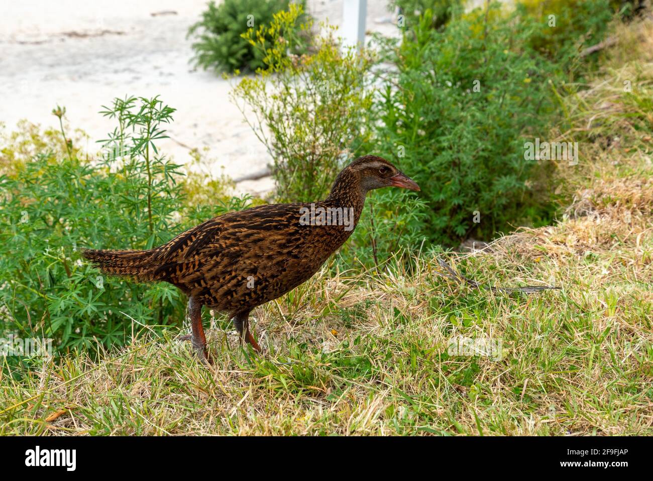 Nosy Weka birds demanding food from hikers at Abel Tasman Coast Track, New Zealand Stock Photo