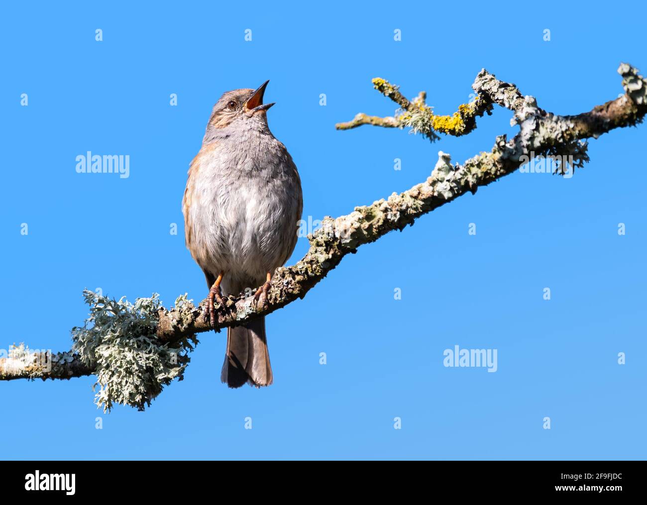 Adult Dunnock bird (Prunella modularis) calling with beak open, perched on a branch in Spring in West Sussex, England, UK. Stock Photo