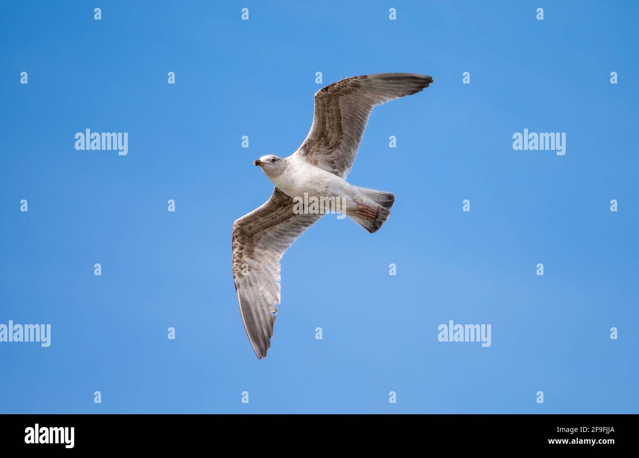 Juvenile Herring Gull (Larus argentatus) flying against blue sky in