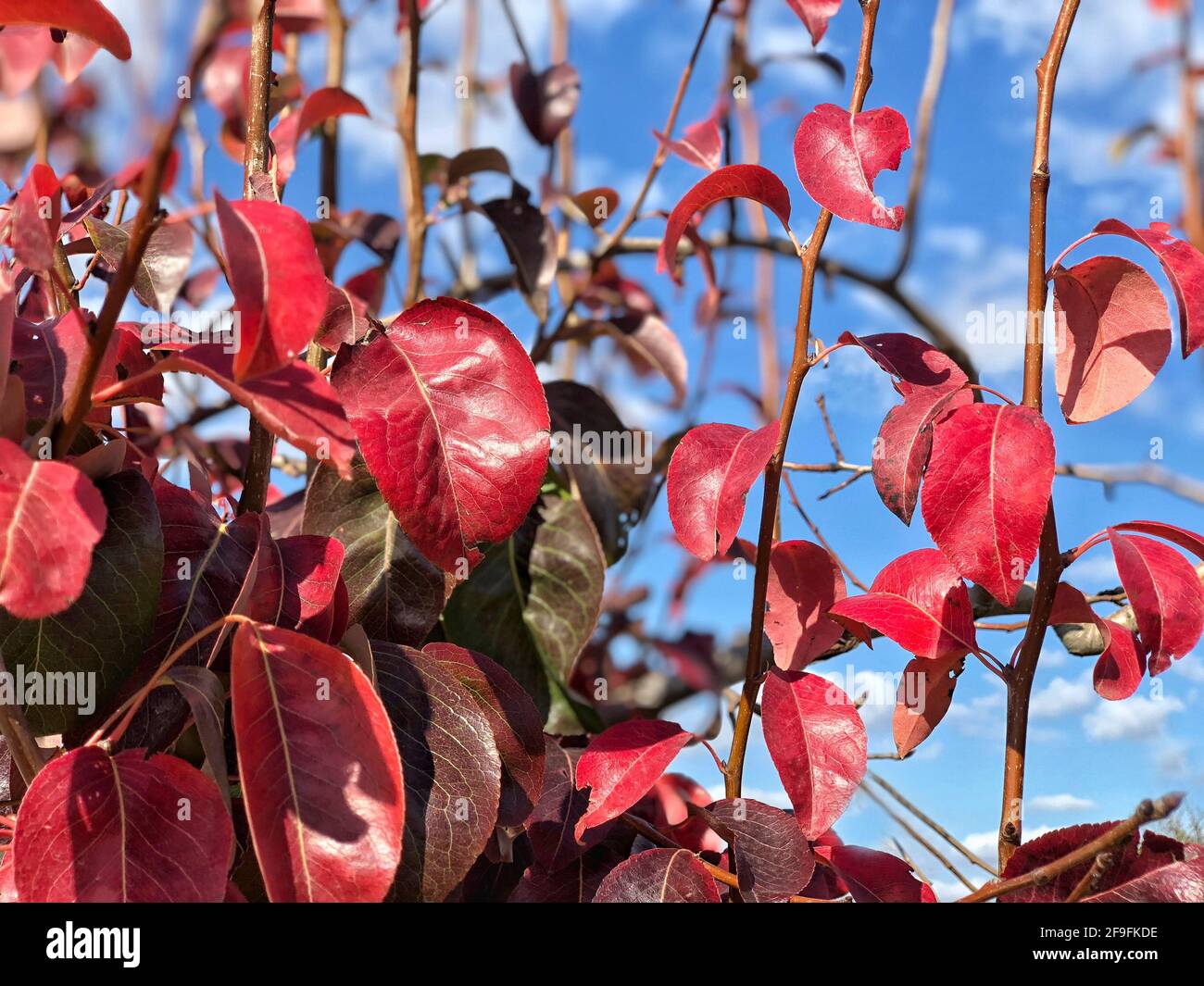 red leaves on a tree against sky in autumn Stock Photo - Alamy