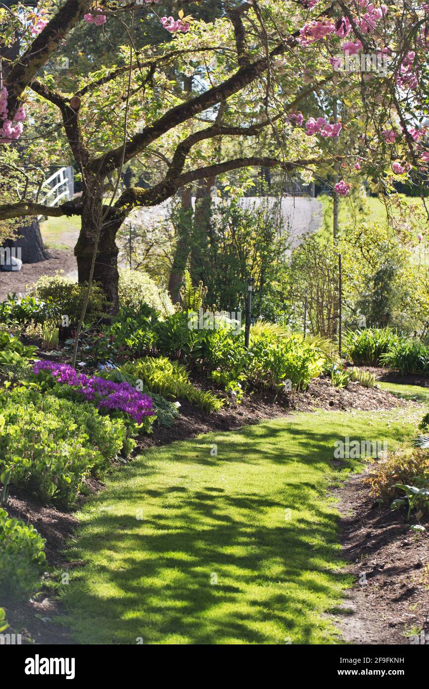A grassy path through a pretty garden in springtime, with cherry blossom trees, hosta, fern and flowers. Stock Photo