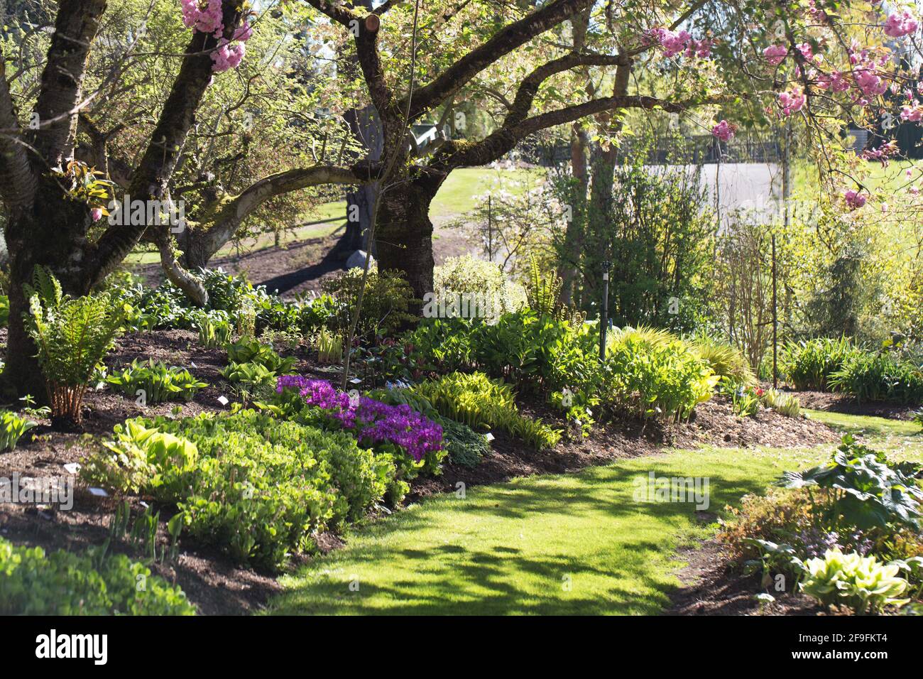 A grassy path through a pretty garden in springtime, with cherry blossom trees, hosta, fern and flowers. Stock Photo