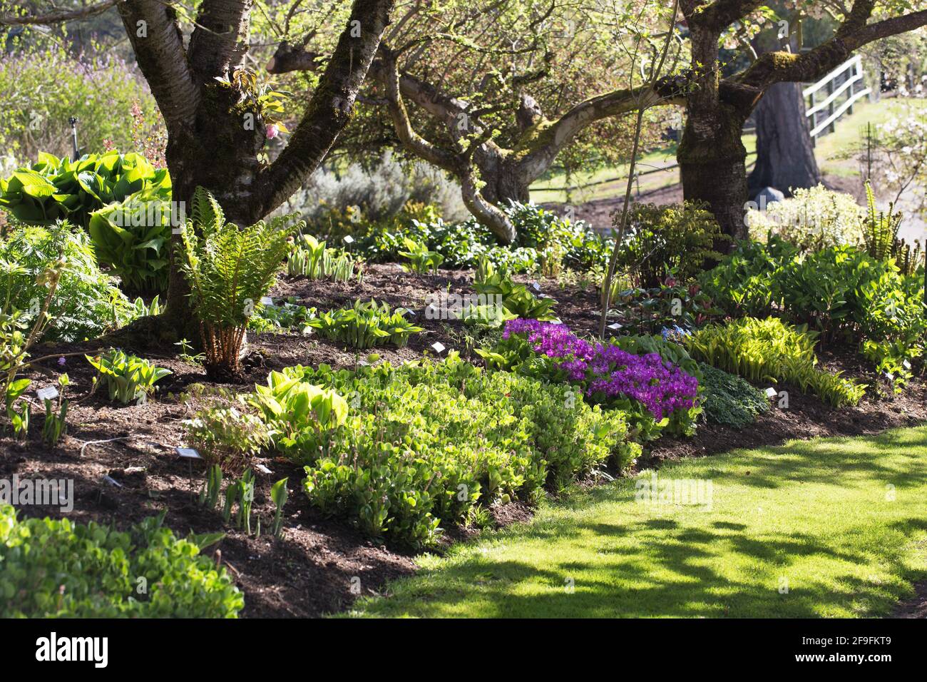 A grassy path through a pretty garden in springtime, with cherry blossom trees, hosta, fern and flowers. Stock Photo