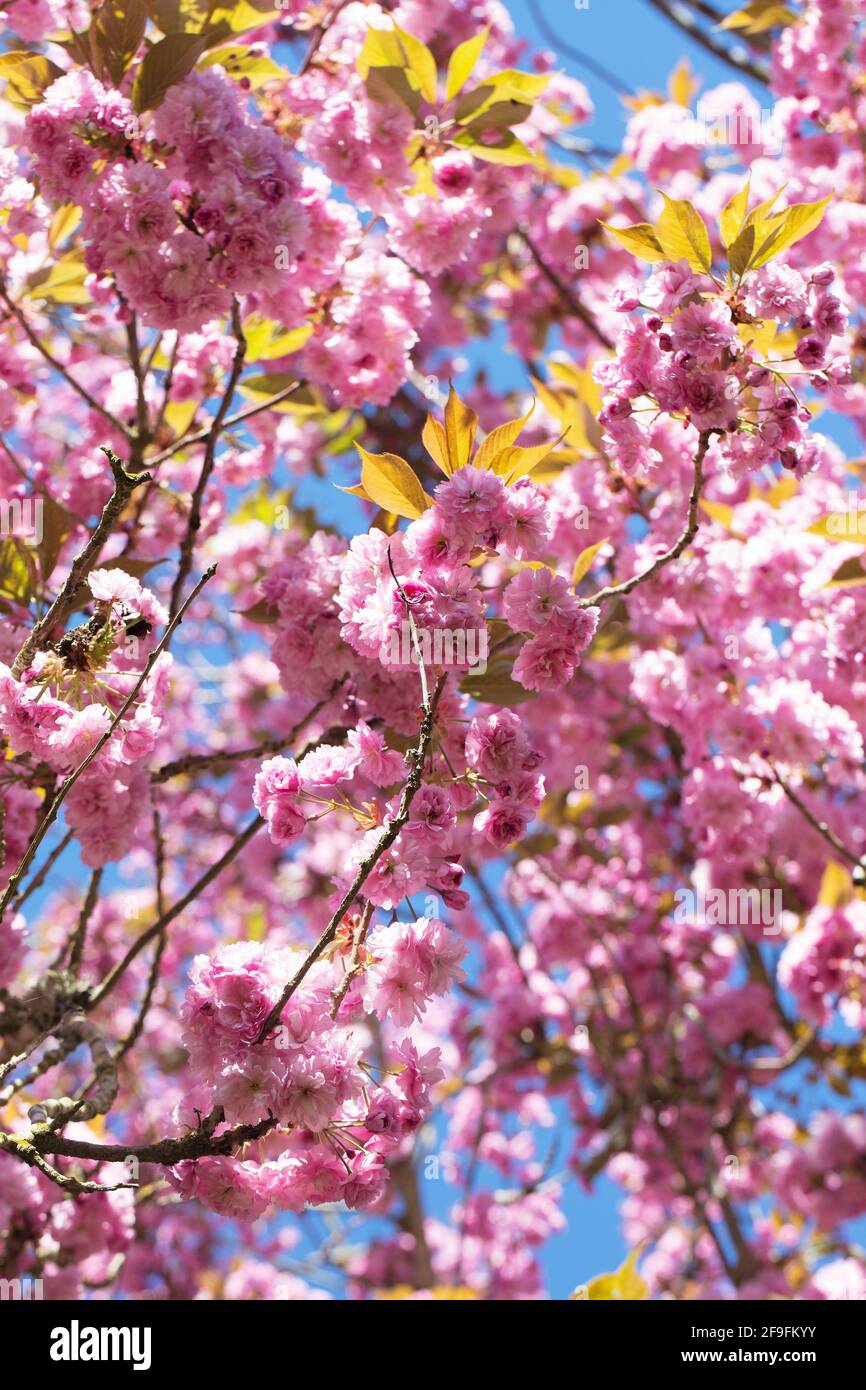 Pink cherry blossoms against a blue sky. Stock Photo