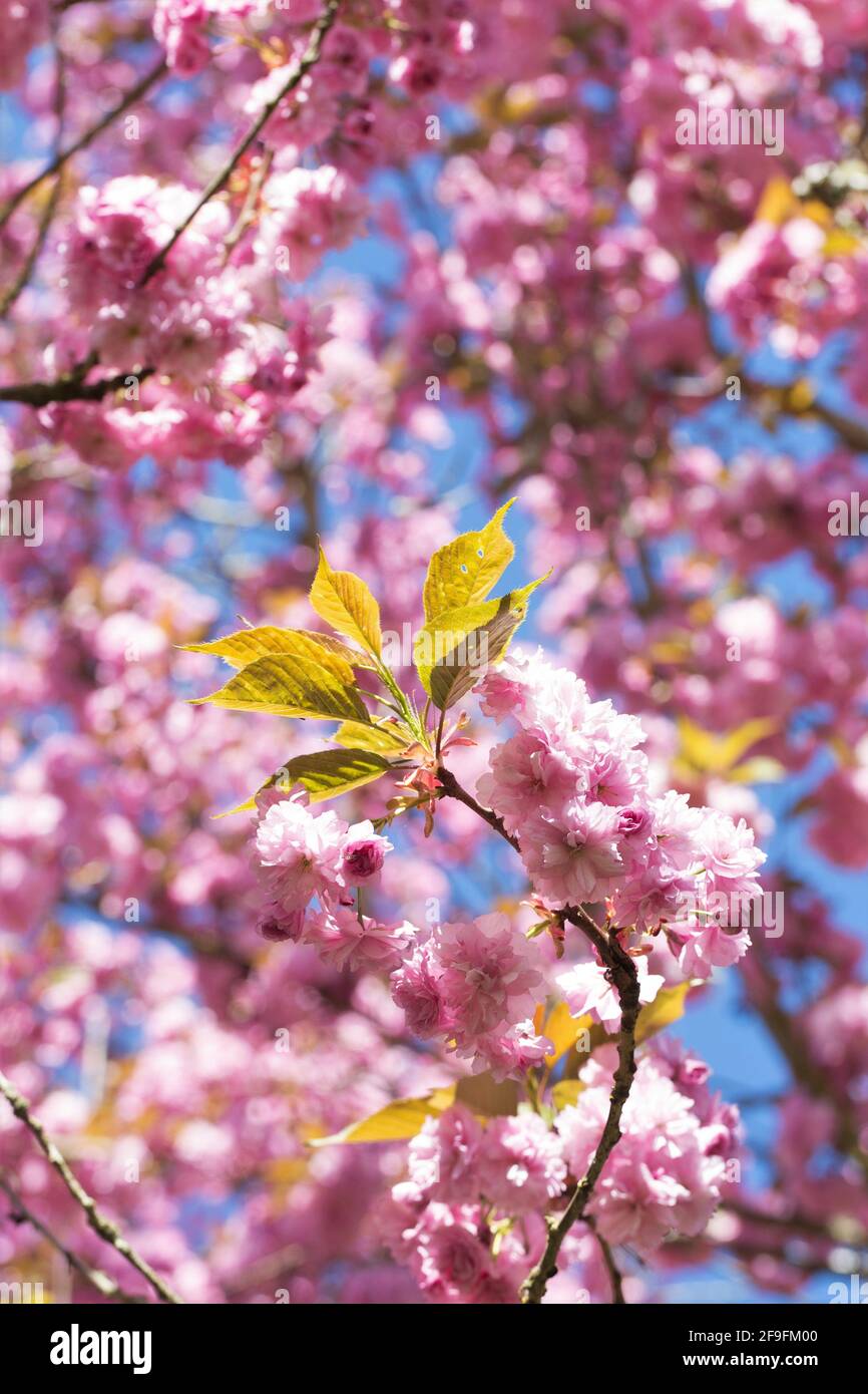 Pink cherry blossoms against a blue sky. Stock Photo