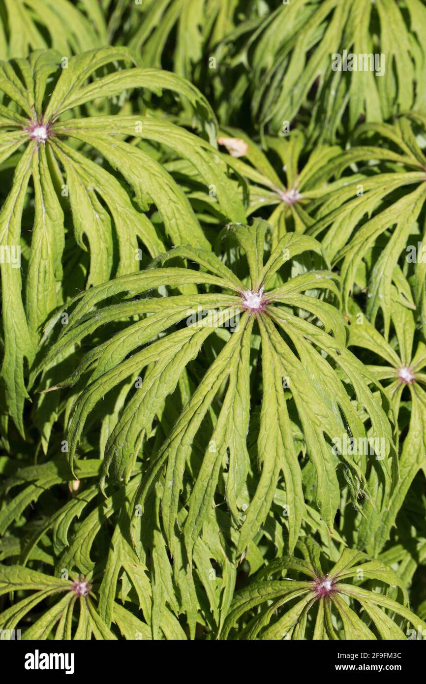 Syneilesis aconitifolia - shredded umbrella plant. Stock Photo