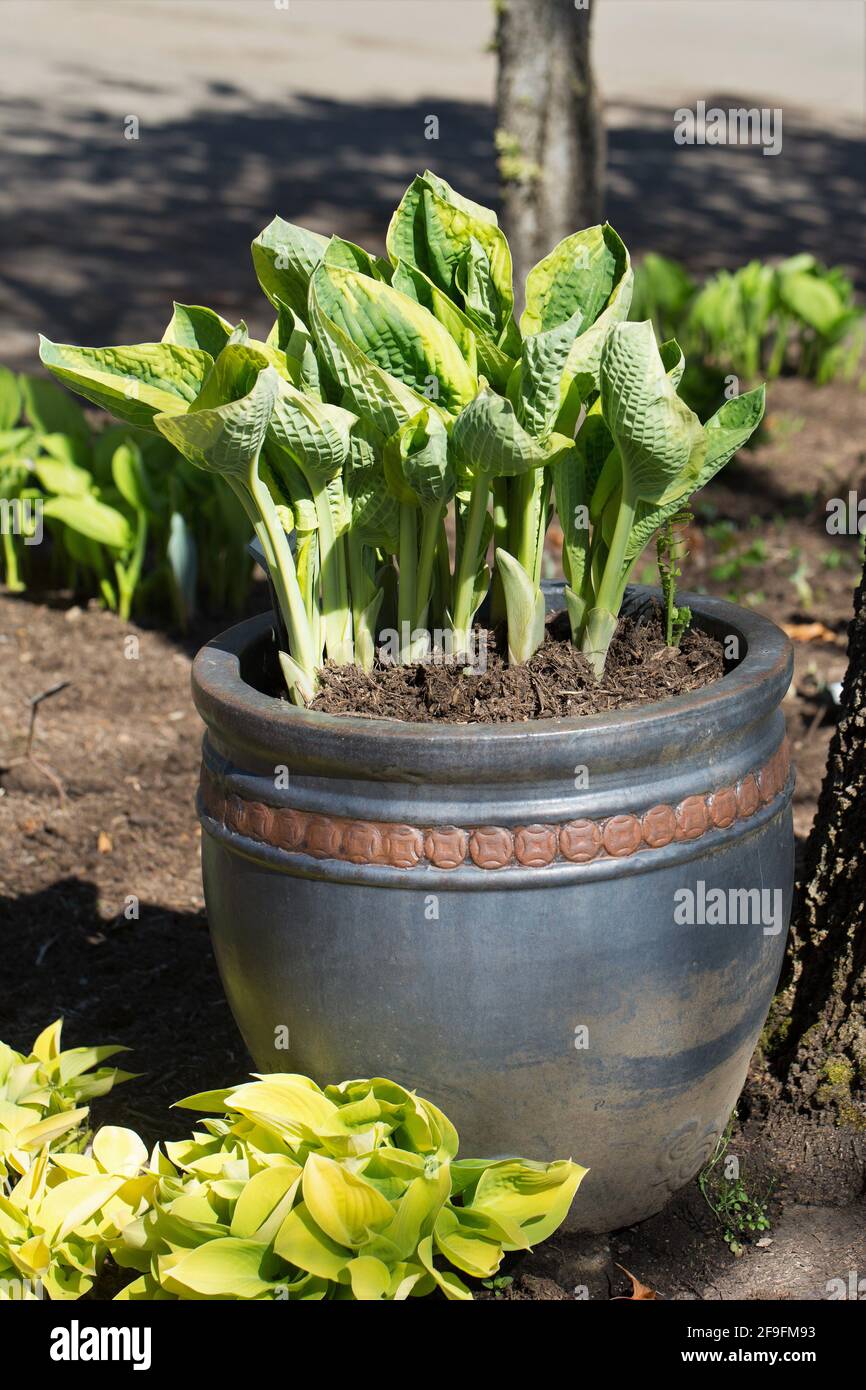 Hosta 'Mount Tom' in a container Stock Photo Alamy