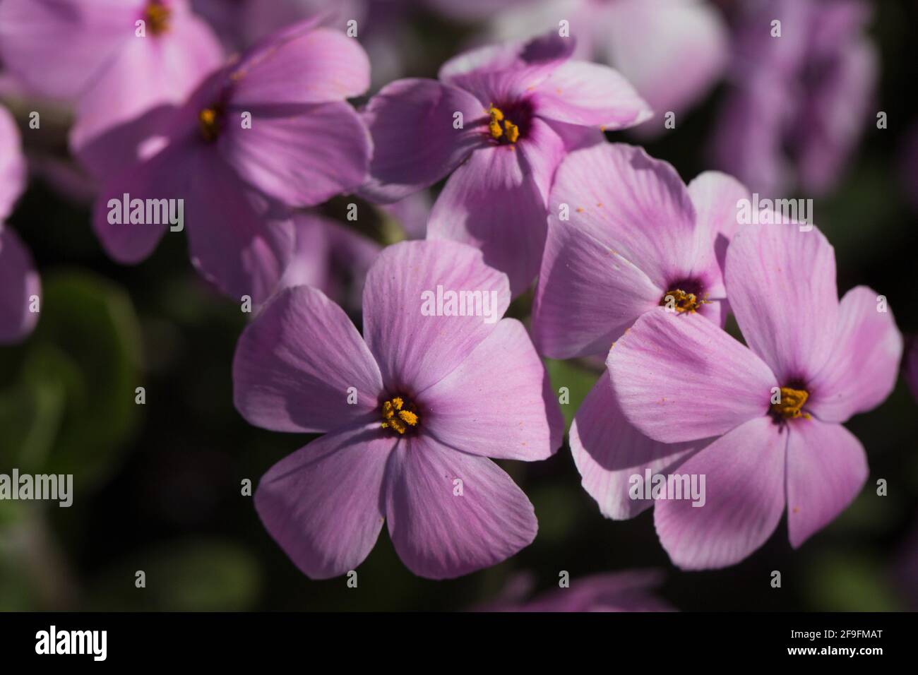 Phlox stolonifera 'Wister Pink' flowers, close up. Stock Photo