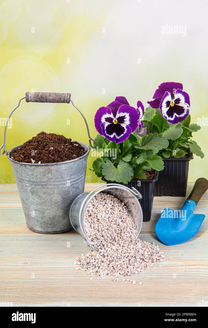 Mixing perlite granules pellets with black gardening soil improves water retention, airflow, aeration, root growth capacity of all the plants growing. Stock Photo