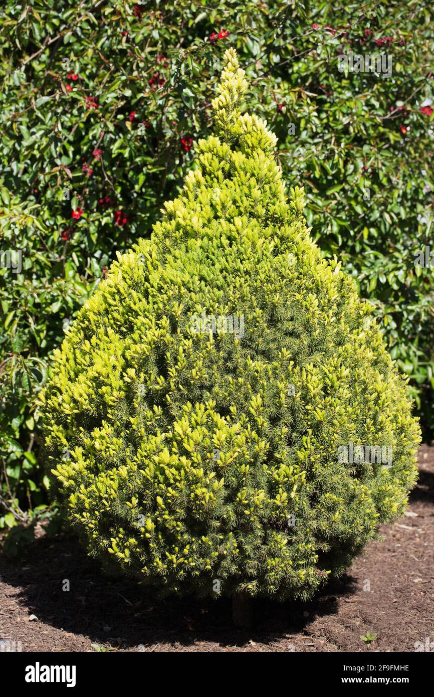 Picea glauca 'Daisy's white'. Stock Photo