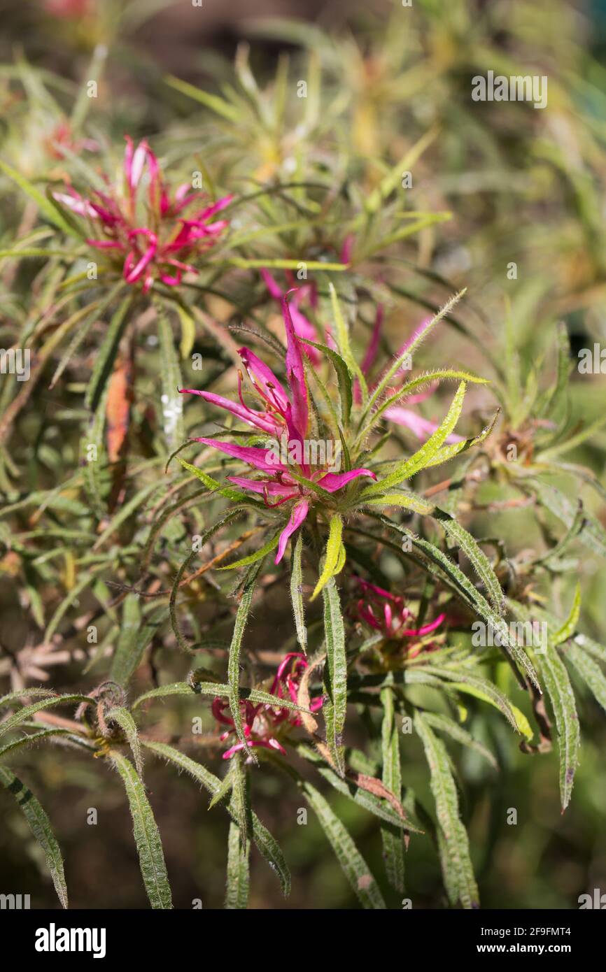 Rhododendron linearifolium. Stock Photo